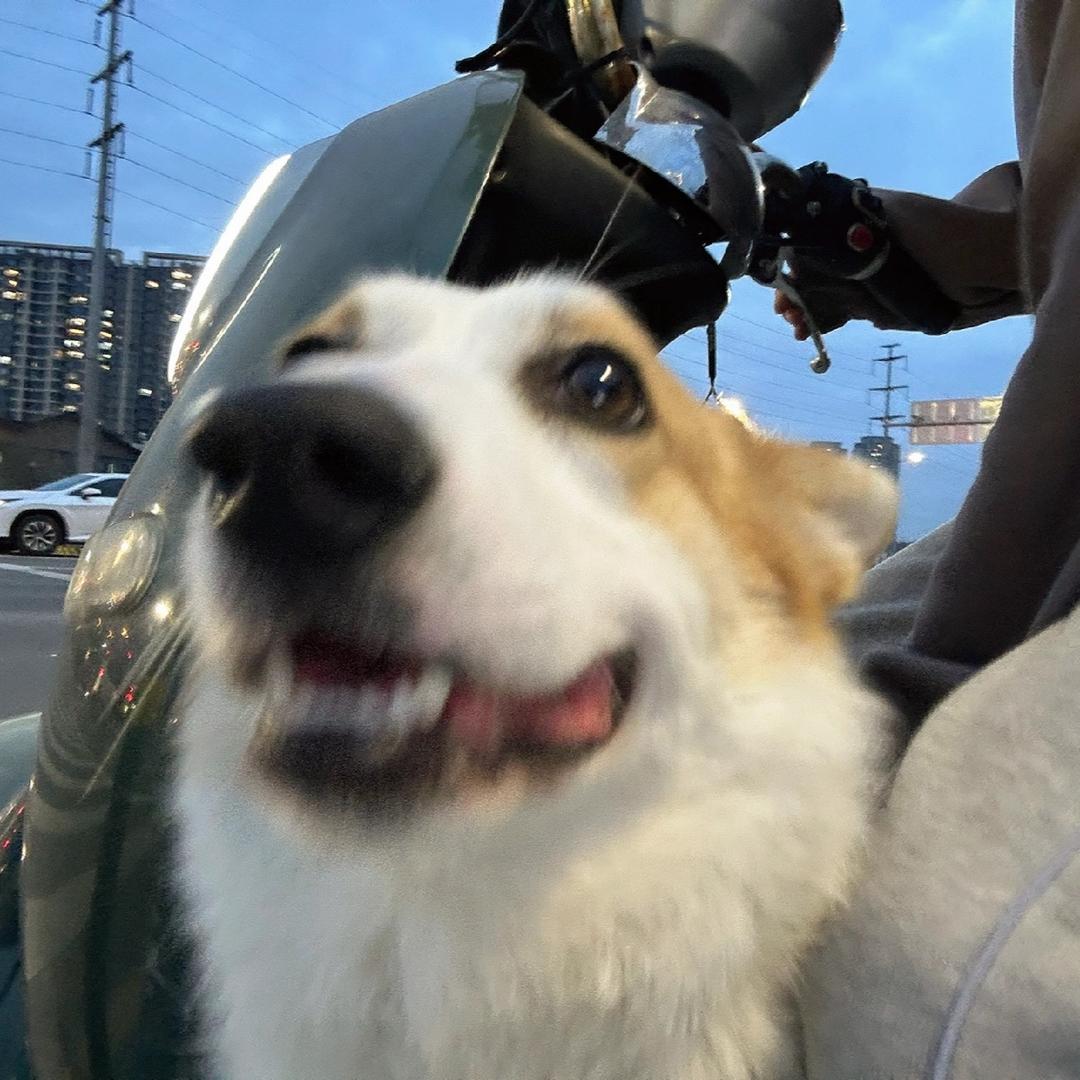 旧酱阿