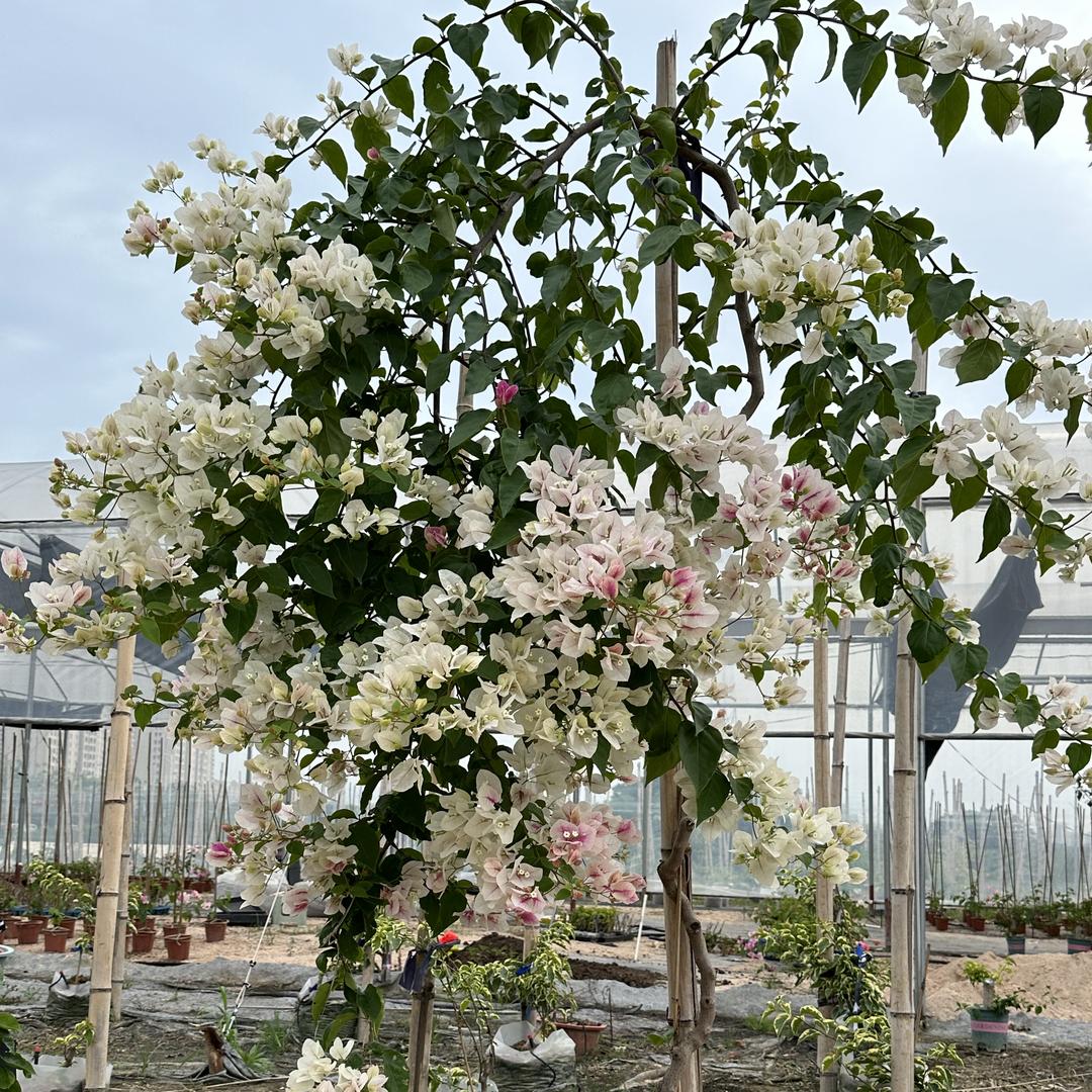 花诚卉园艺三角梅