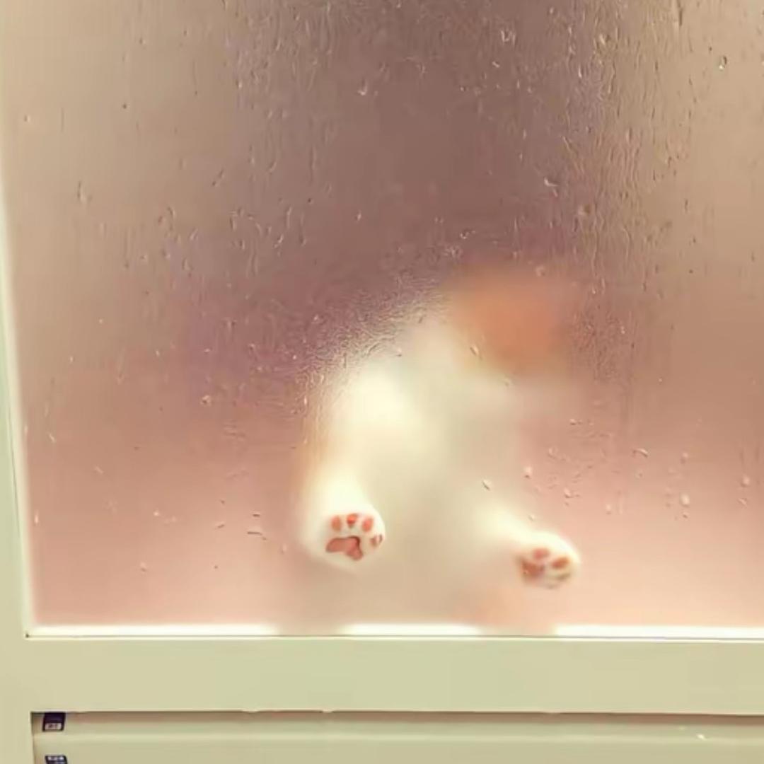 升酱