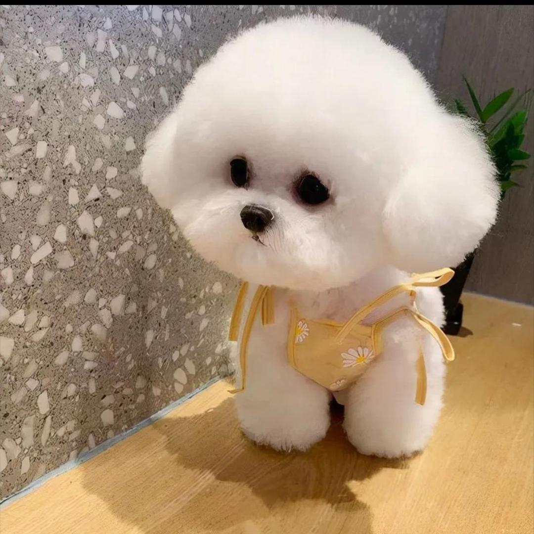 狗狗创意生活坊