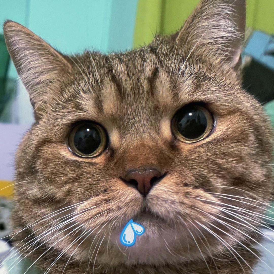 爱赚💵的喵大脑袋