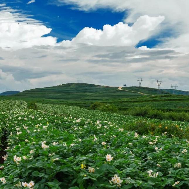 中垦薯业健康薯品严选