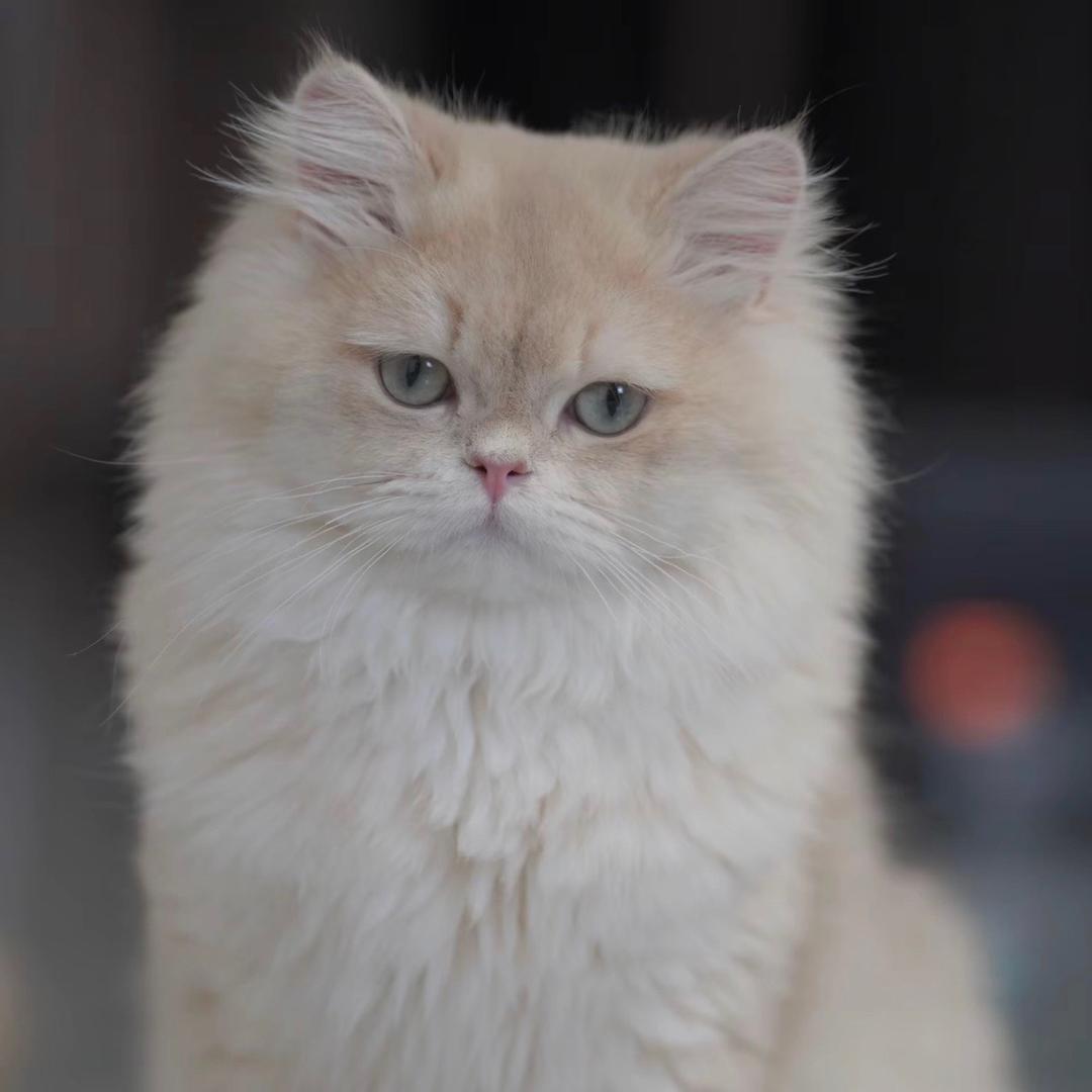 院长家的犟种猫