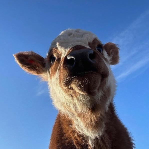 多伦秀辉牛市-马岩