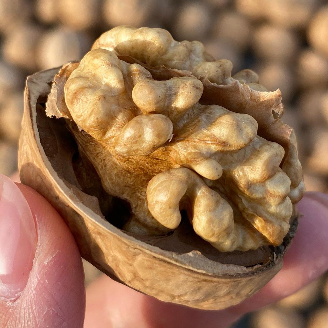 新疆丽丽