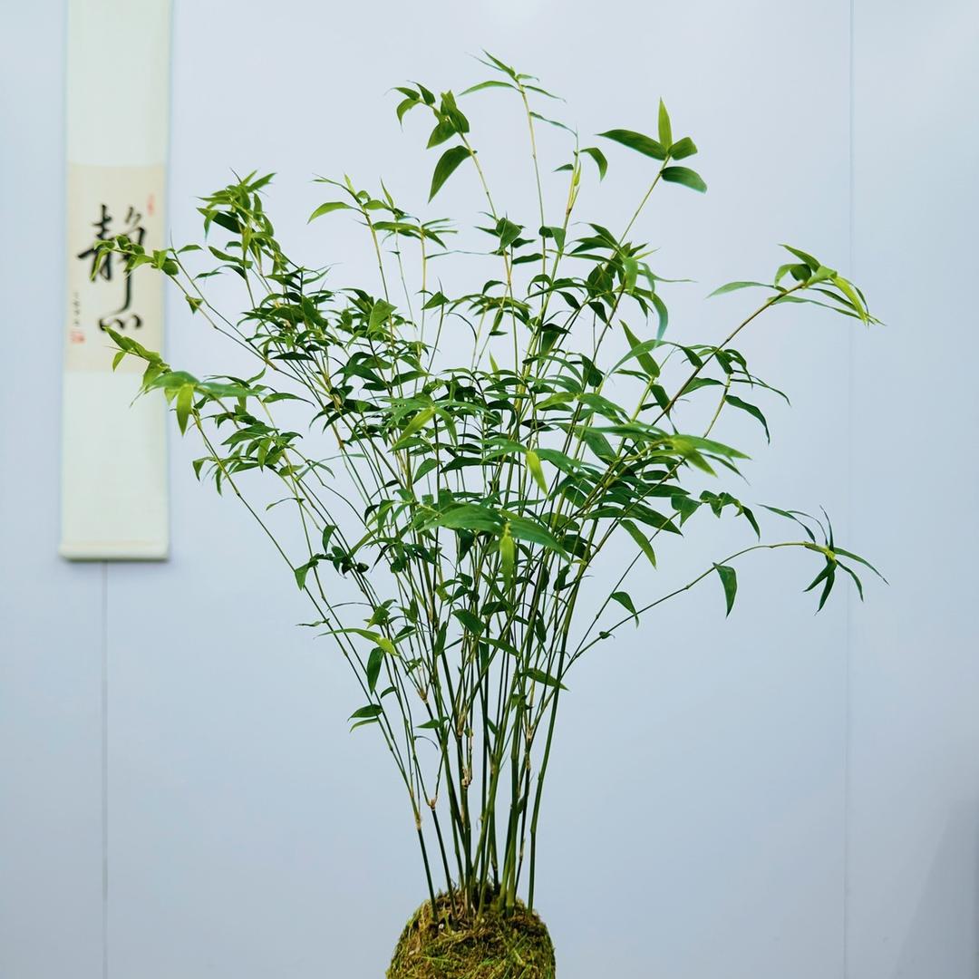 植引花卉盆景