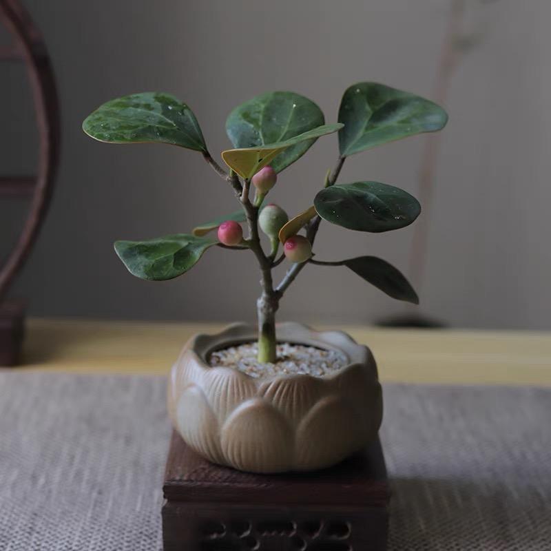 四芽花卉园艺