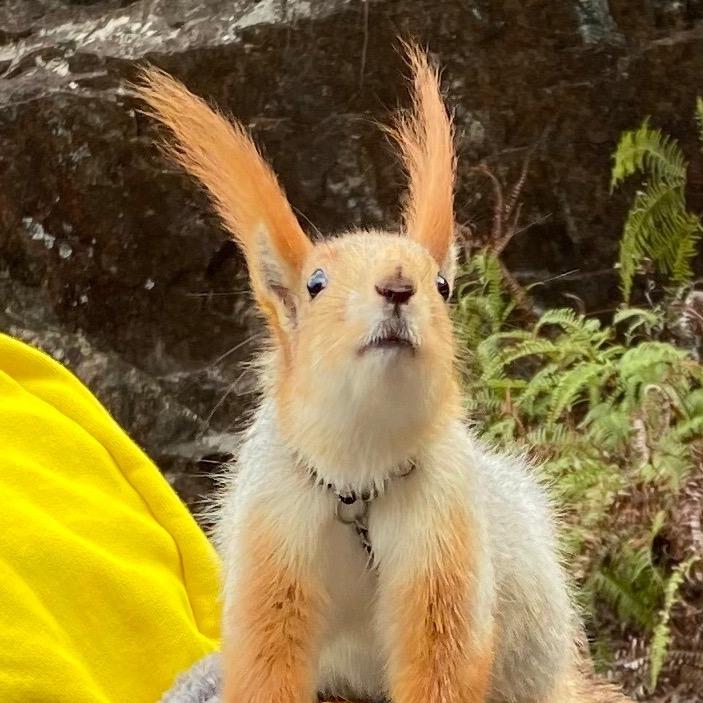 KK老母亲🐿️