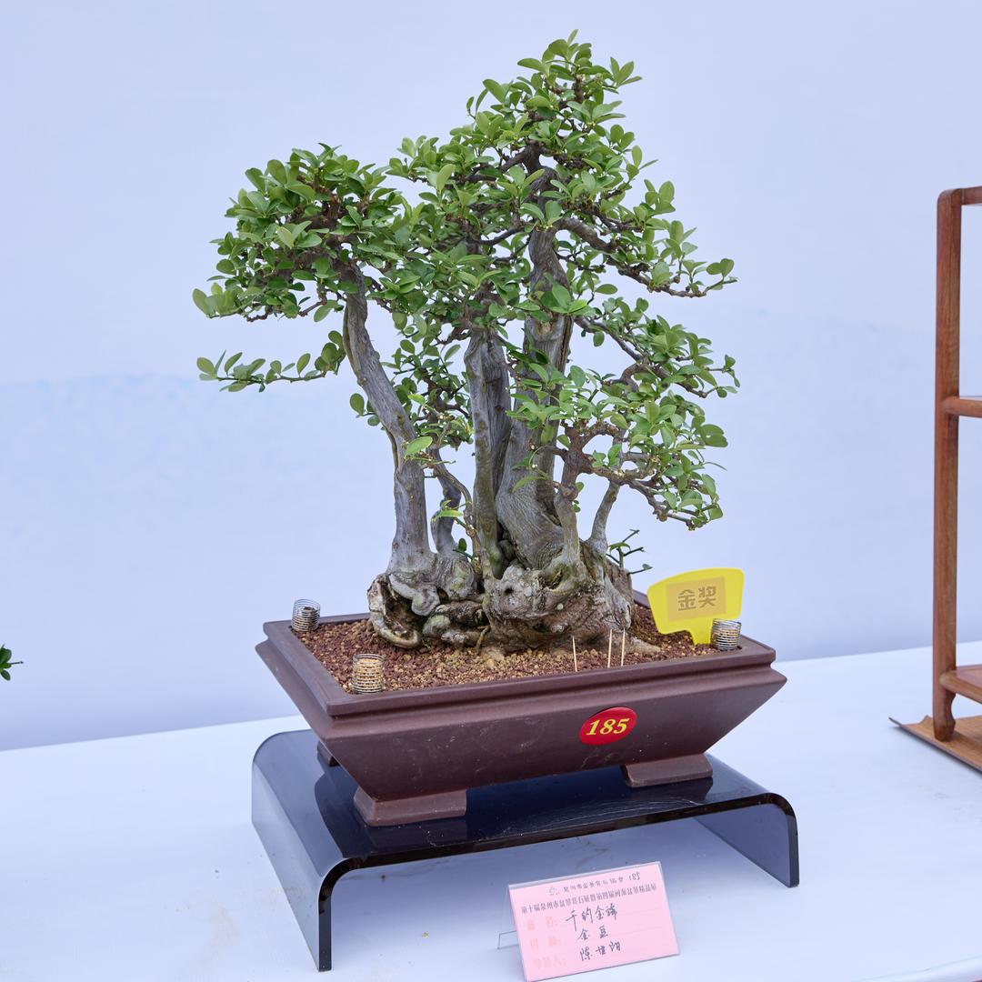 陈世阳金豆盆景
