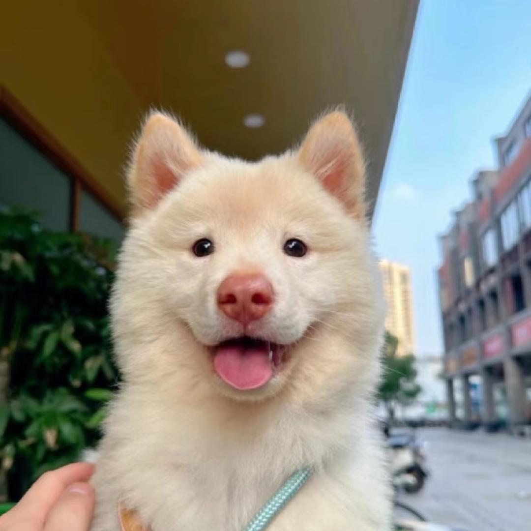 土松呆呆（买🐶丝聊）