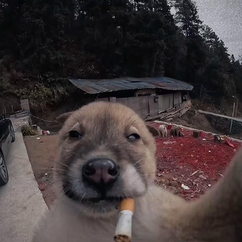 专业套狗付师傅