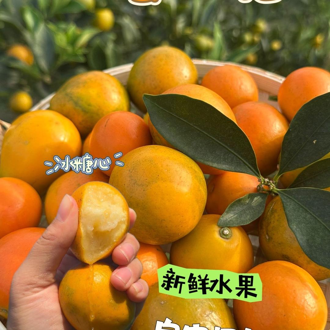 桔霸王（融安金桔供应代发）