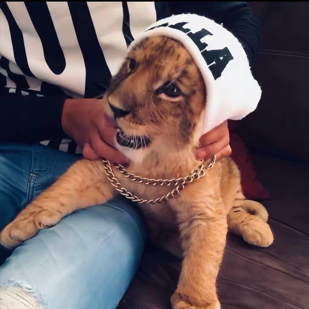 双叶，～你的罗 🐾