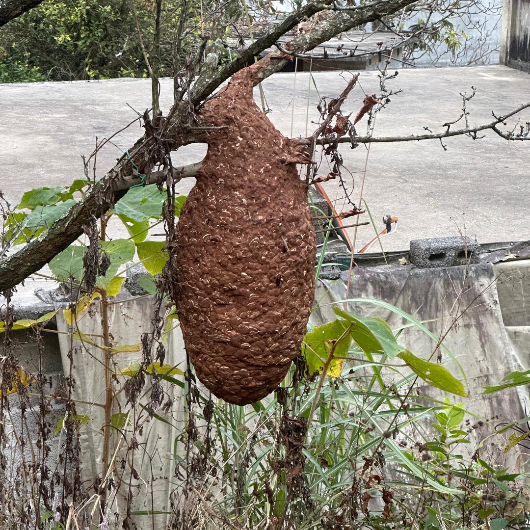 马蜂批发