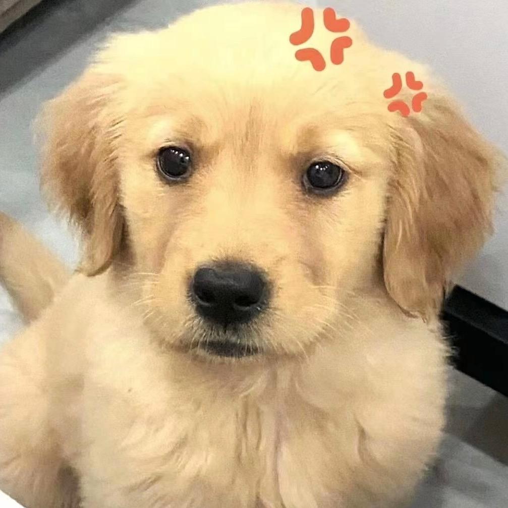 董事语