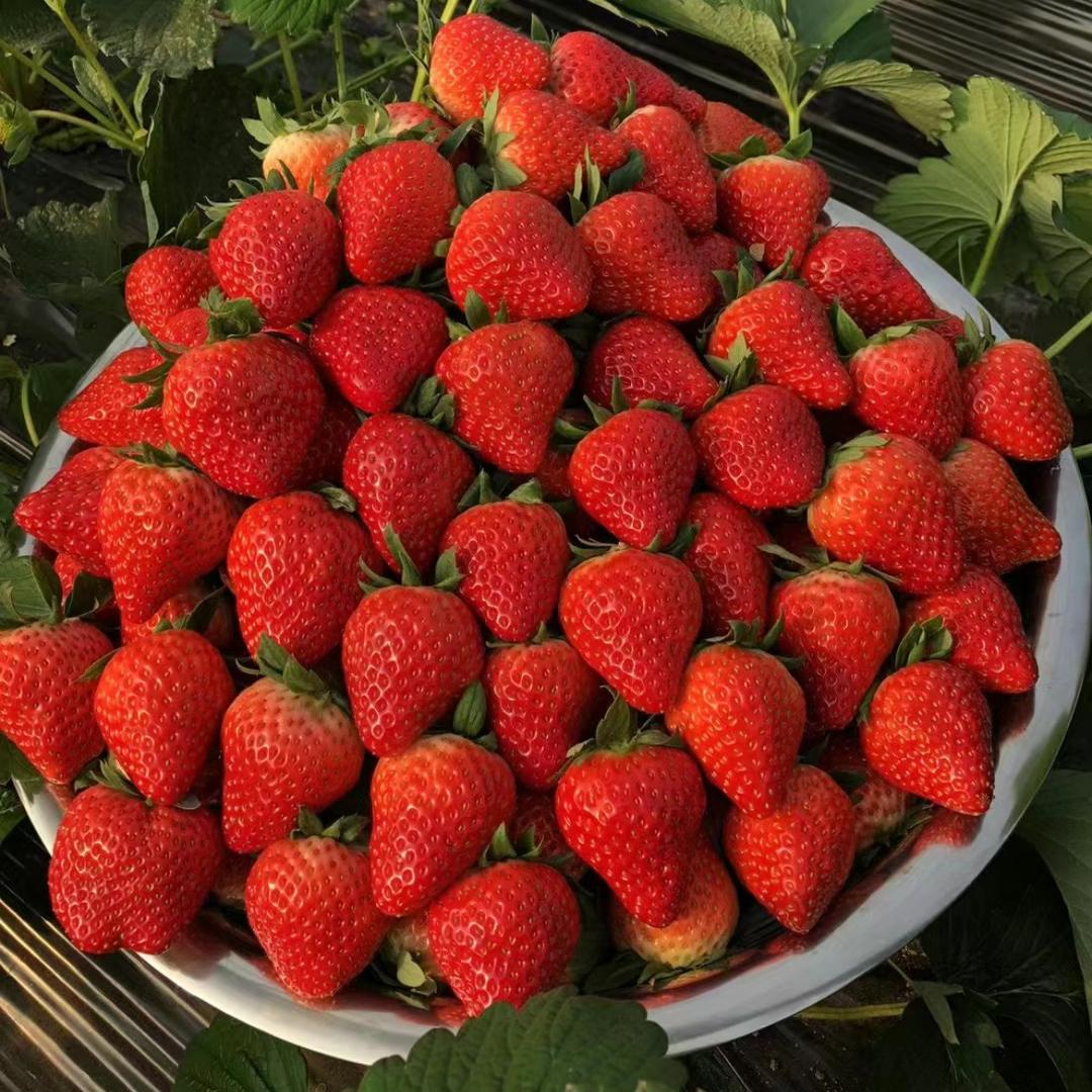 上埠润丰园家庭农场🍓