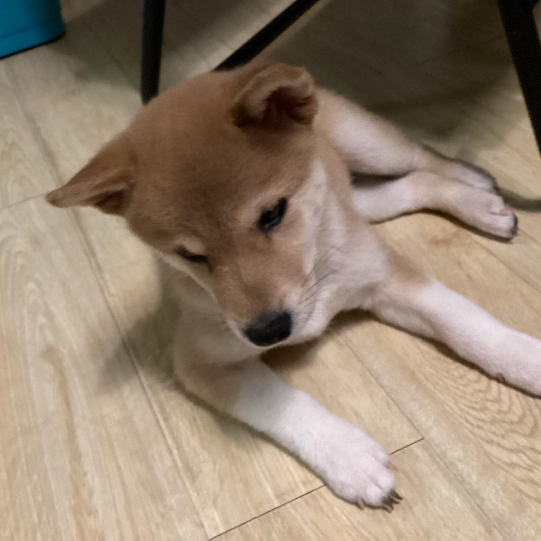 OY皇岗水围夜市撸亿杯日落茶档许安