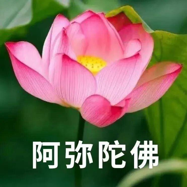 人间富贵花