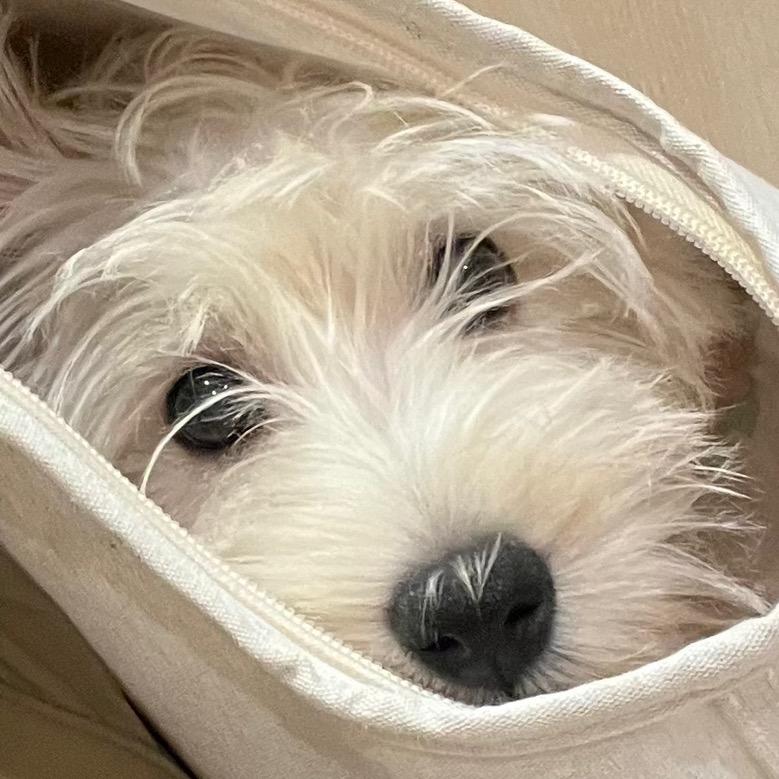 卷心菜
