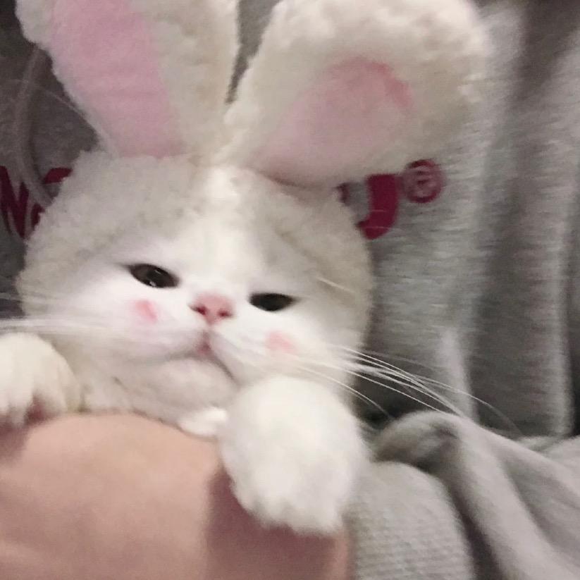 酒精兔崽