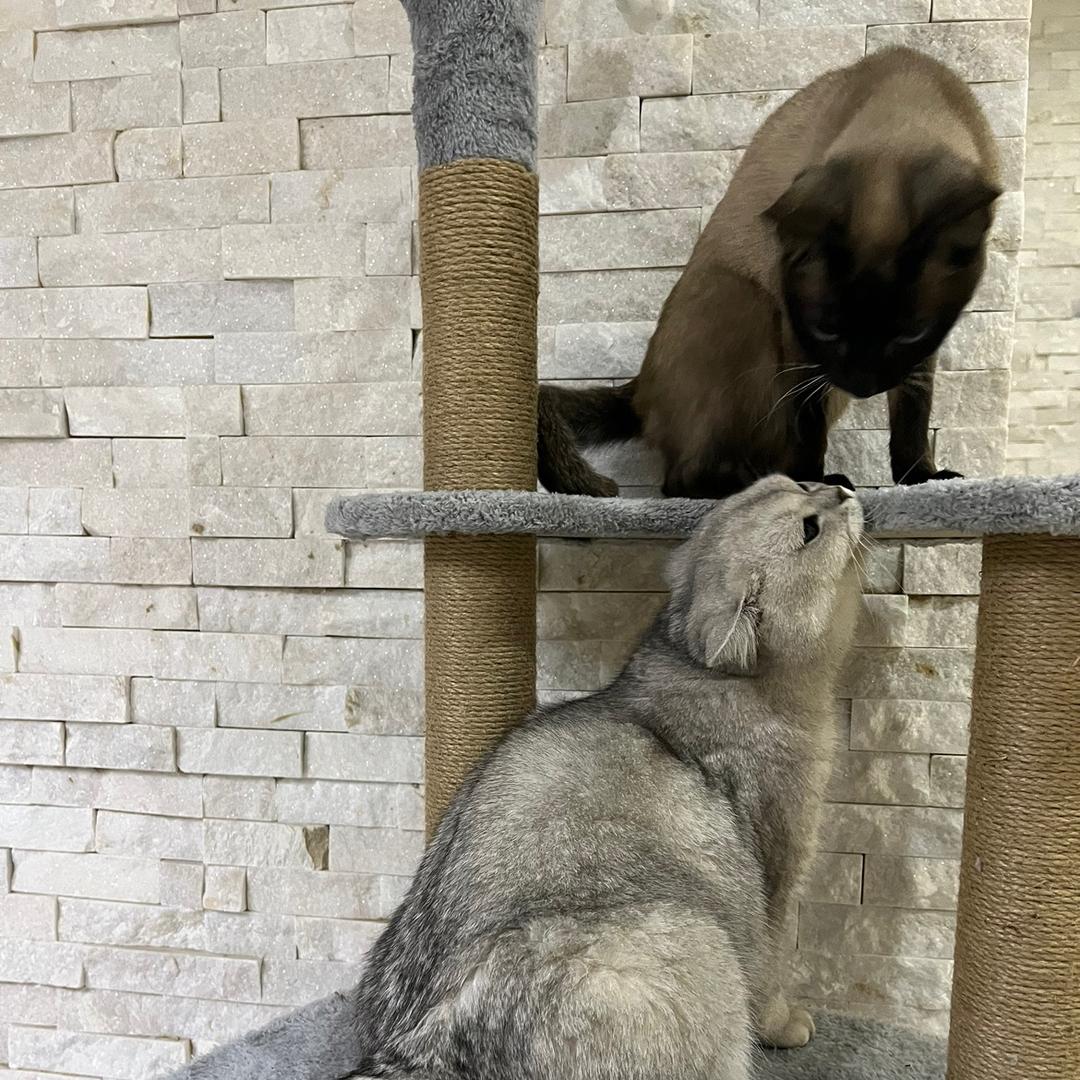 六六七仔是喵 是喵🐱