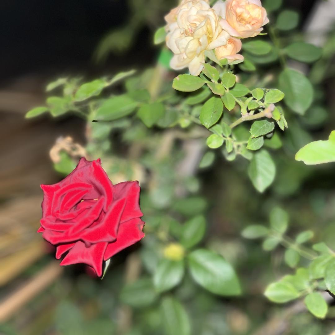 雅朵优选家居工厂直销