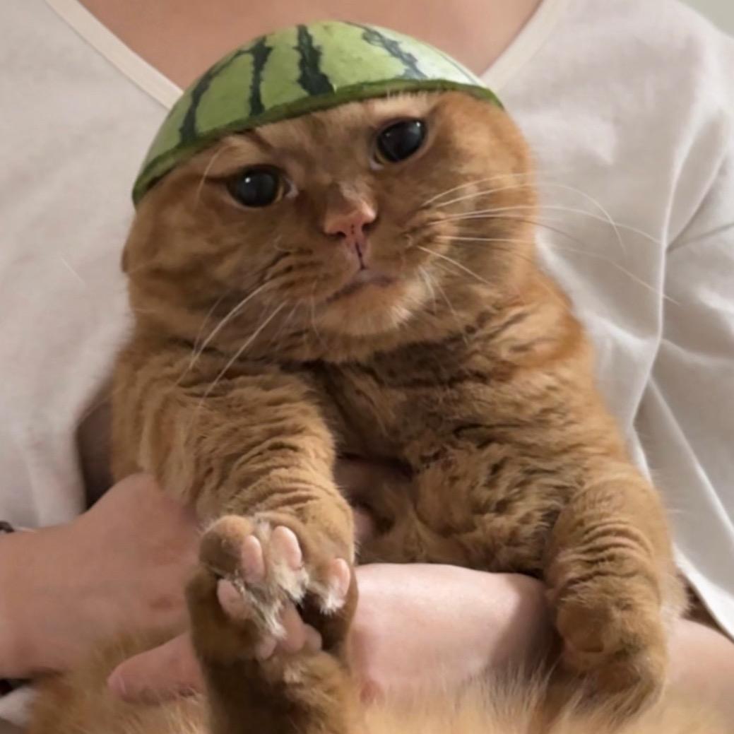 猫猫叫草莓吖
