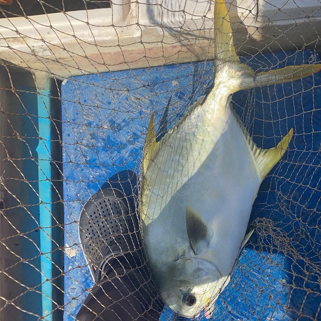 🎣