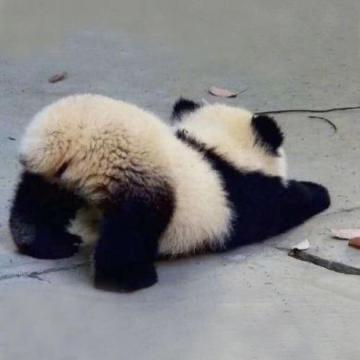我只关注丑的主播