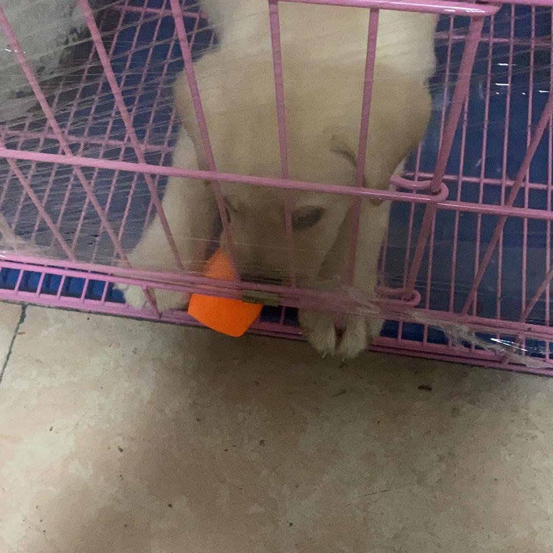 好运常在