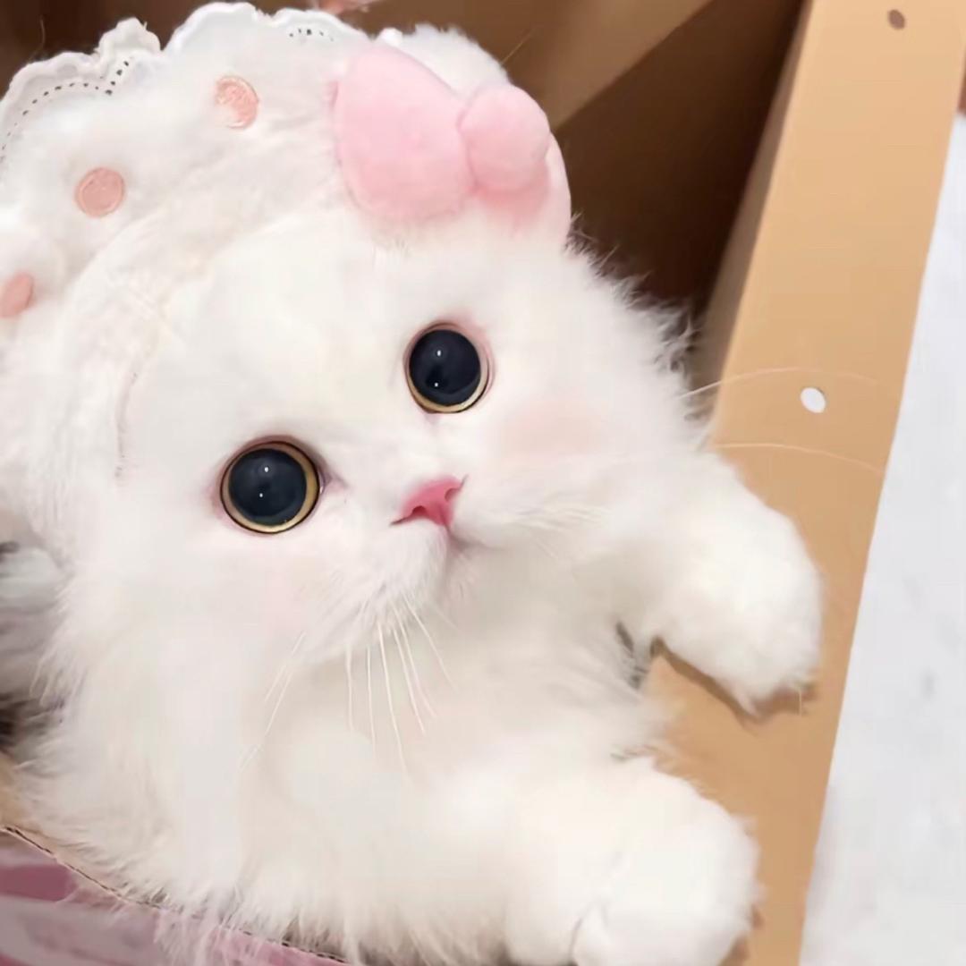 小然饱