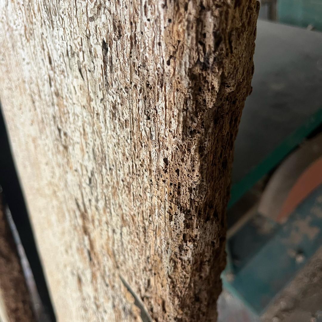 百年桐木一百年梓木