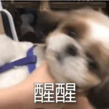 昏头姐妹互助会