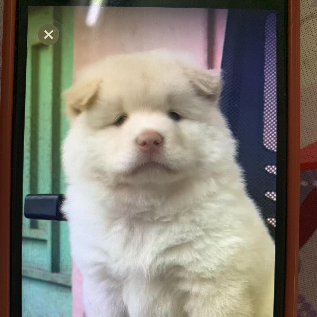 金牧郎农业宠物专卖店广西田园犬