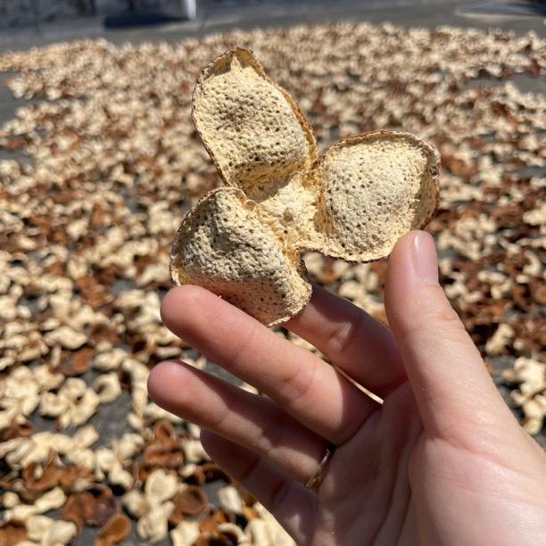 小满陈皮＄亮品红木