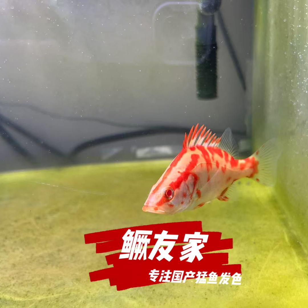 鳜友家