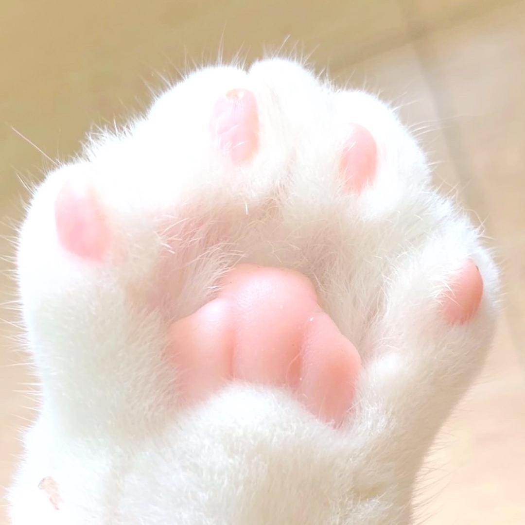 天义家猫抓板工厂店