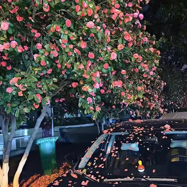 满天星🎶