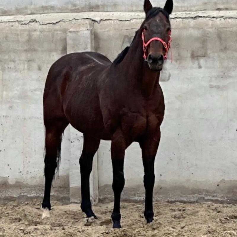 马语者.牧骏人梁哥