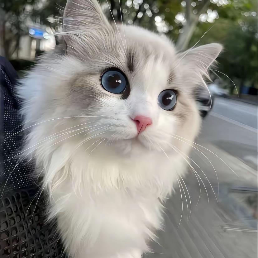 大麦麦🧚🏻‍♀️