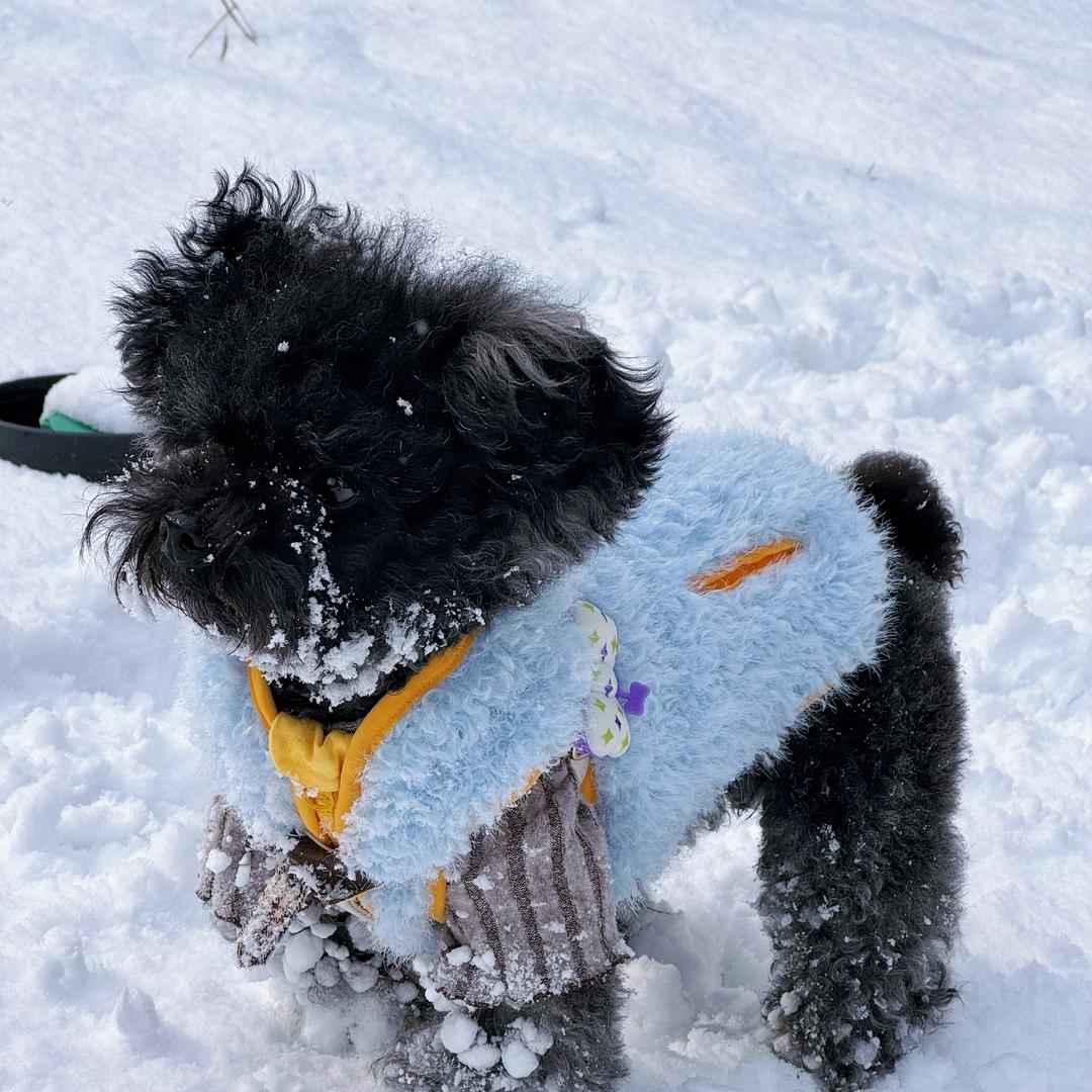 Miki不是小煤球🐶