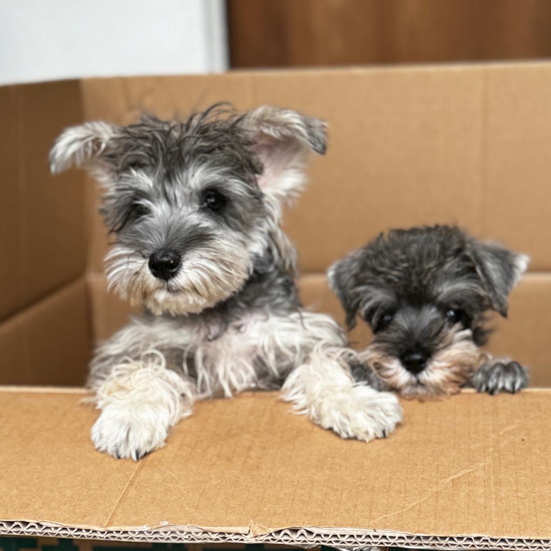 囡囡妹妹雪拉瑞