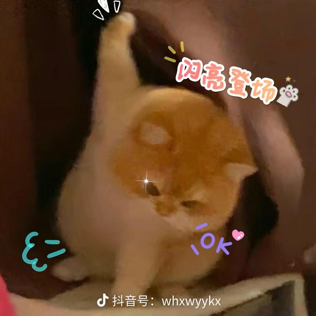 带猫侍卫
