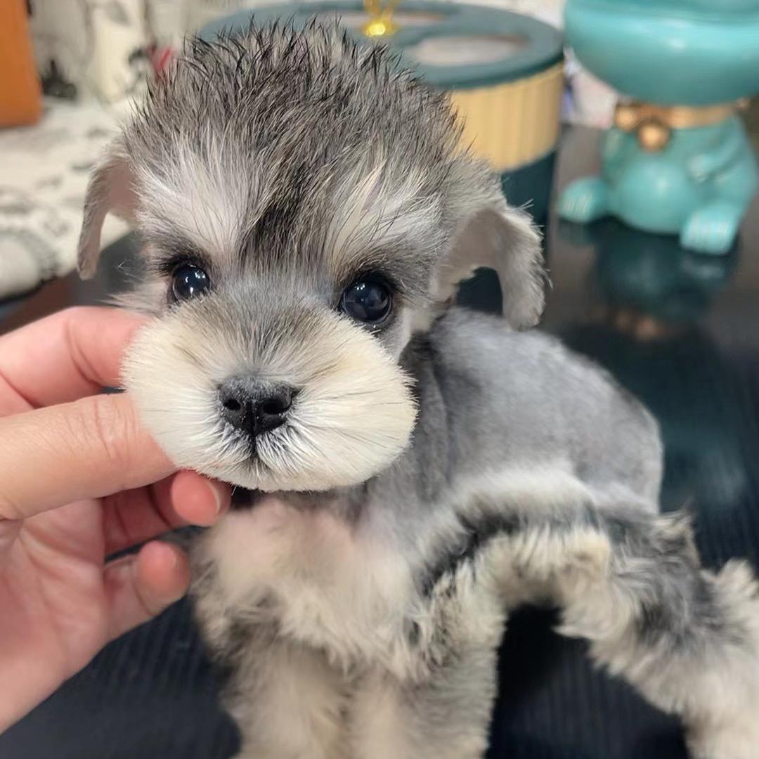 独宠萌系DOG