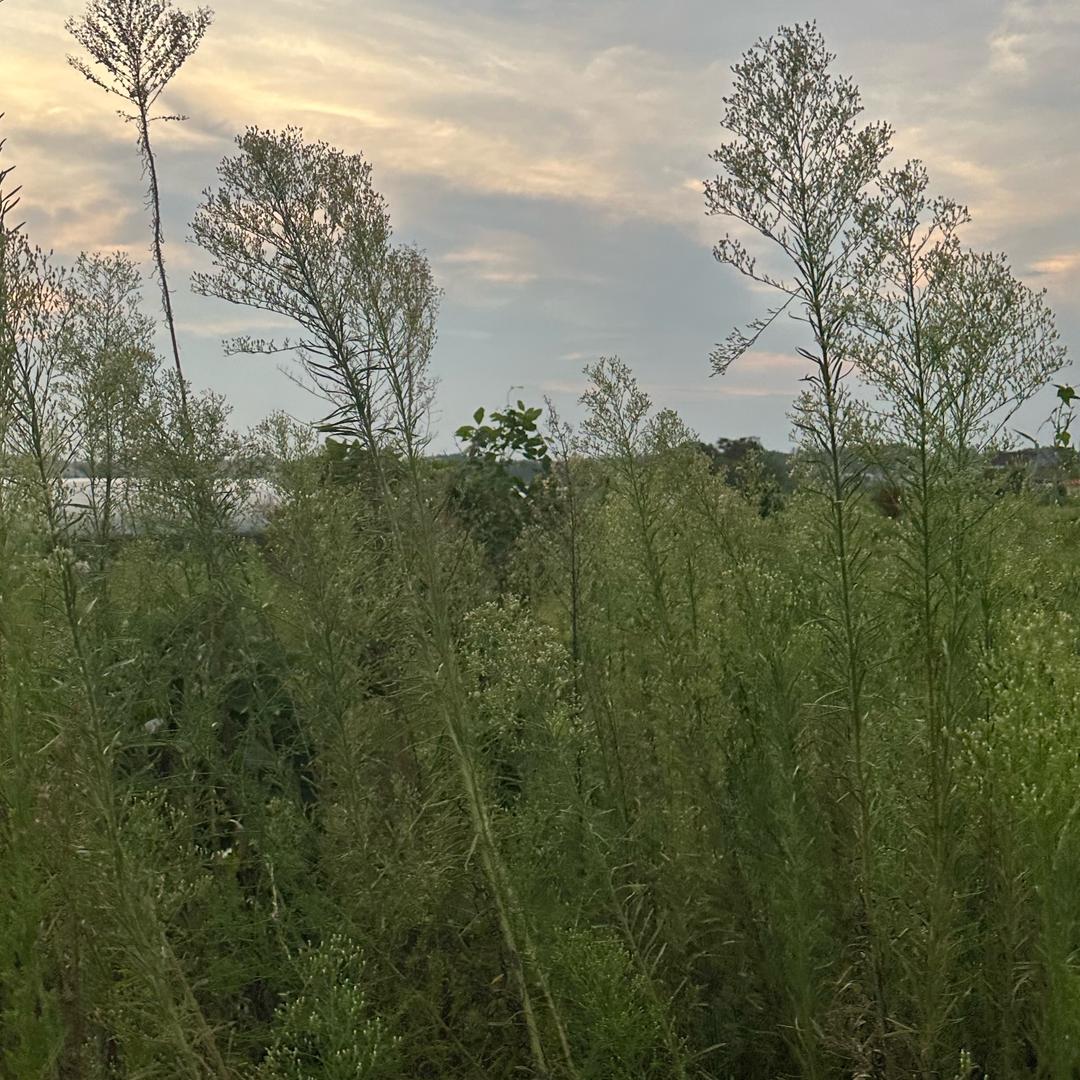 小苹果