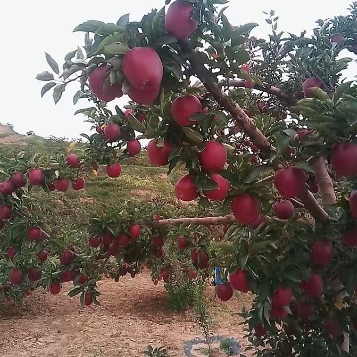 天水花牛苹果（欣果园）
