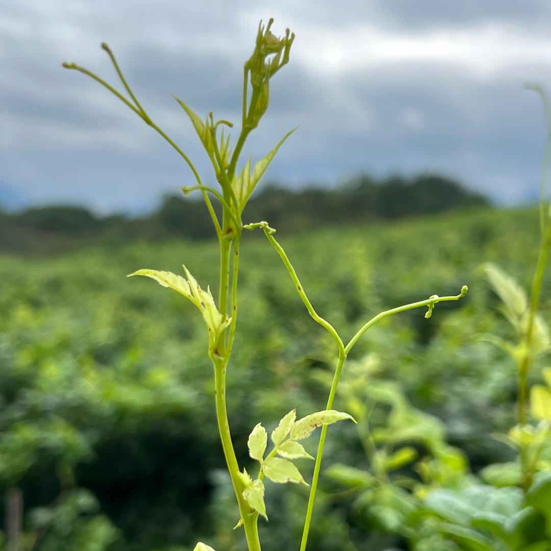 来凤藤茶之乡 硒酉茶缘