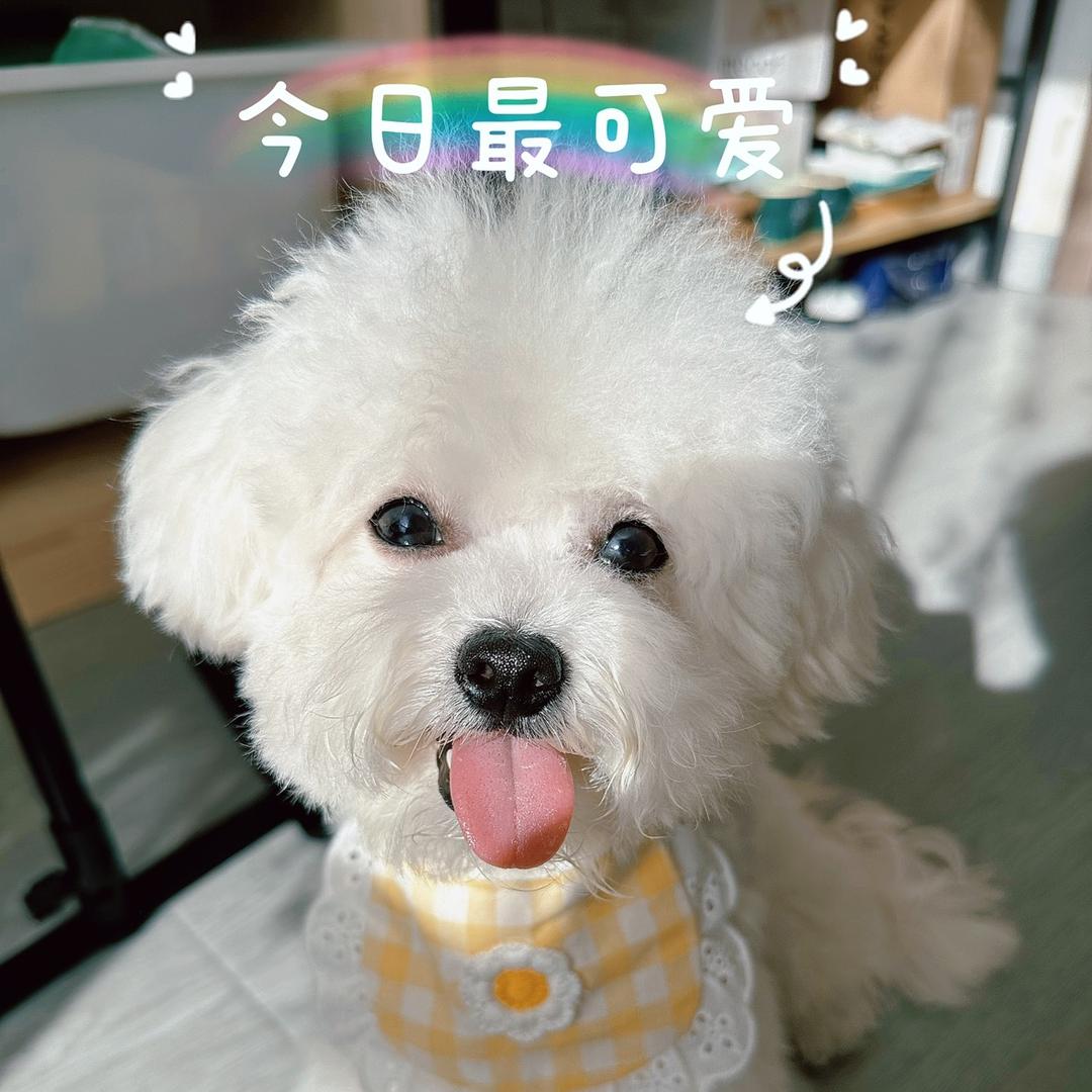 小七是只小比熊呀