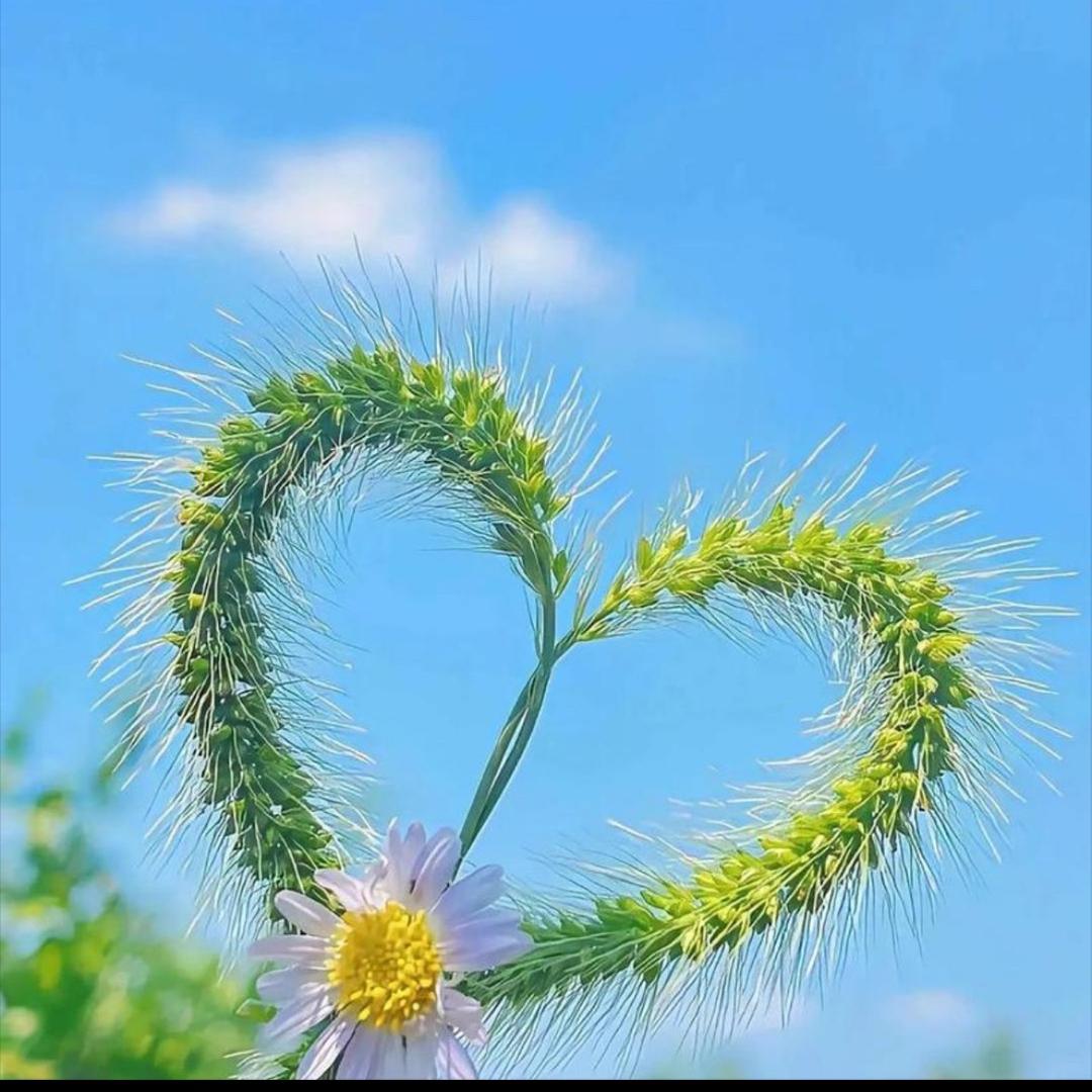 🪳               蘑菇