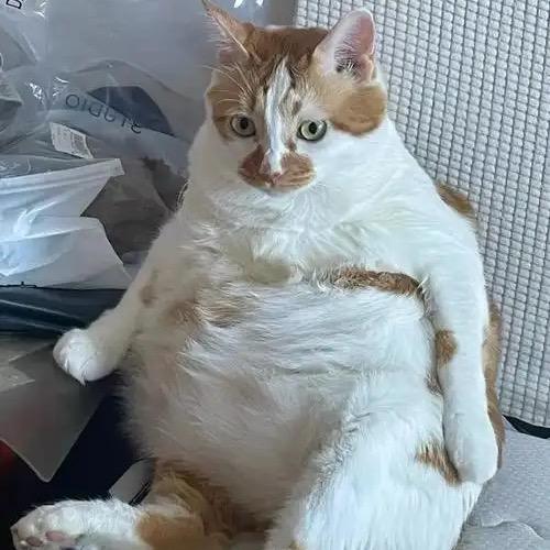 爱剪辑的大猫